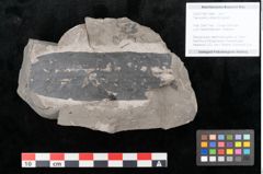 Foto (Objekt + Etikett) von Taeniopteris vittata Brongniart (NHMW-GEO-2024-0188-10488)